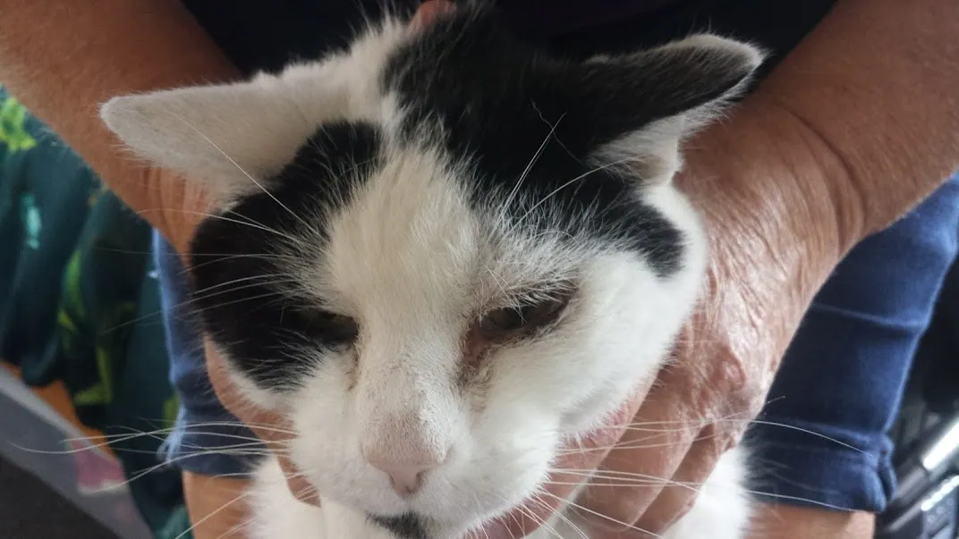 D03 taking marshall to the vet costing 261 nz dollars 3 apr 2018 (1)